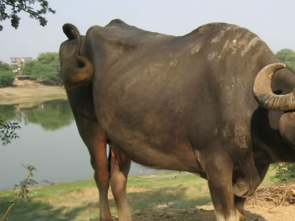 Buffalo pee sparks clashes, claims life Buffalo pee sparks clashes, claims life