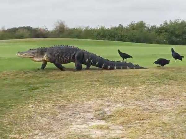 Godzilla-Sized Alligator Strolls Through Florida Golf Course Godzilla-Sized Alligator Strolls Through Florida Golf Course