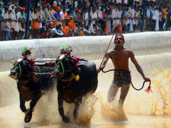 Supreme Court refuses interim-stay on kambala race in Karnataka Supreme Court refuses interim-stay on kambala race in Karnataka