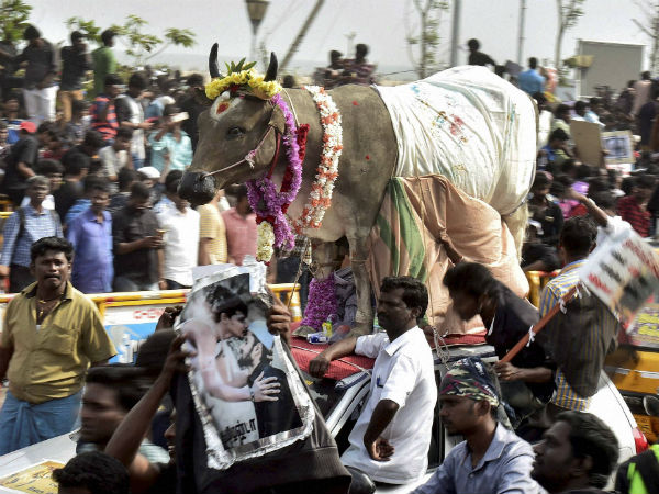 జల్లికట్టు ఉద్యమం లాగా