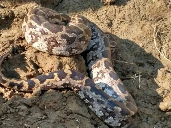Tiny male python and the massive 20ft female he was mating with are killed by hungry villagers and chopped up to be cooked in a STIR FRY Tiny male python and the massive 20ft female he was mating with are killed by hungry villagers and chopped up to be cooked in a STIR FRY