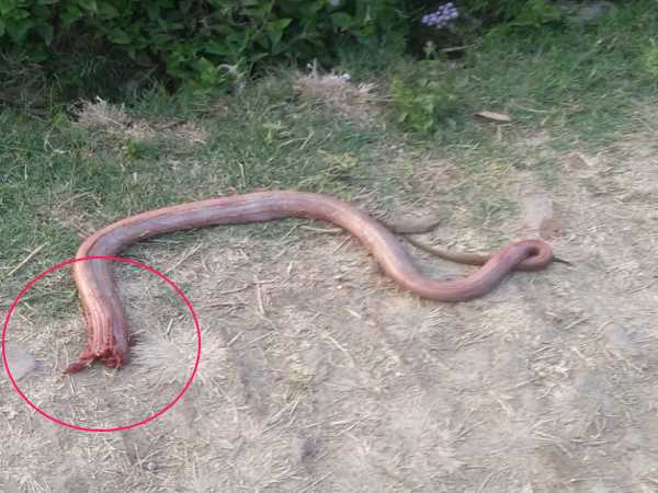 పాము కాటేసిందని..