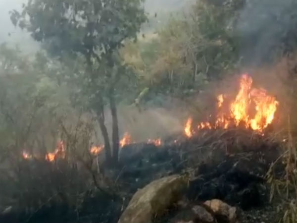 Tamil Nadu forest fire: Tourist guide arrested on Tuesday Tamil Nadu forest fire: Tourist guide arrested on Tuesday