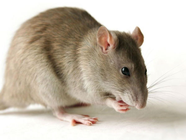 BJP minister says 3 lakh tablets used in Mantralaya, not 3 lakh rats killed BJP minister says 3 lakh tablets used in Mantralaya, not 3 lakh rats killed