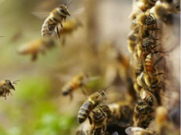 Honey Bee Attack on Minister Ramanath Honey Bee Attack on Minister Ramanath