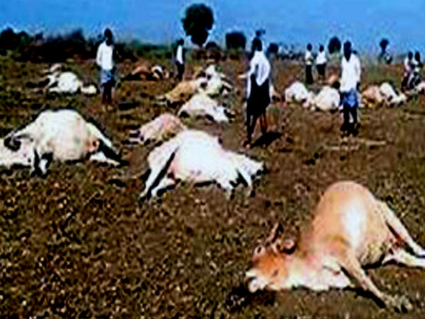 56 cows die after feeding on pesticides in Andhra Pradesh village 56 cows die after feeding on pesticides in Andhra Pradesh village