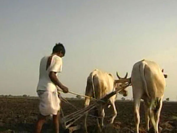 రాలిపోతున్న రైతన్నలు: