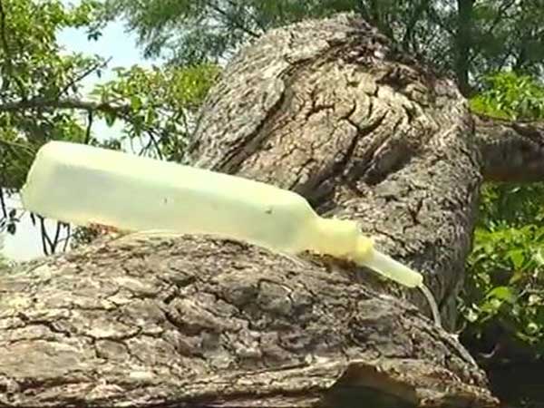 పురుగుబారిన పడి..