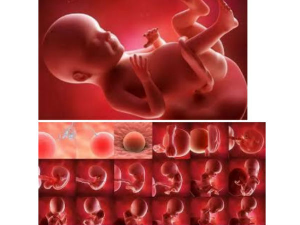 మొదటి రెండు నెలలు