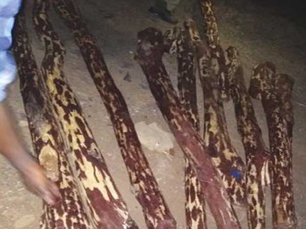 red sanders smuggling in the name of Parti Gang red sanders smuggling in the name of Parti Gang