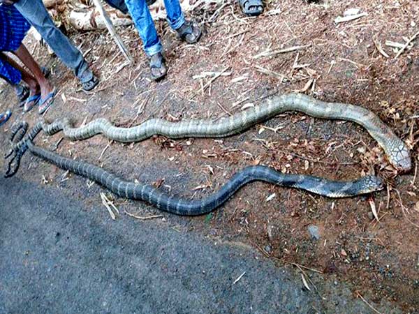Farmers kills 15-feet King Cobras pair in farm Farmers kills 15-feet King Cobras pair in farm