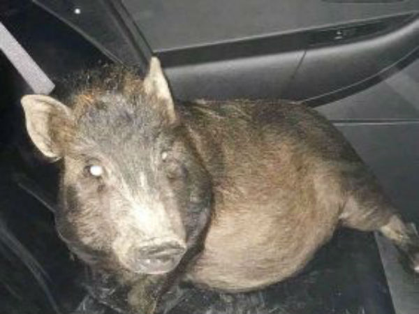 He Was Being Followed By A Pig And Didnt Know What To Do He Was Being Followed By A Pig And Didnt Know What To Do