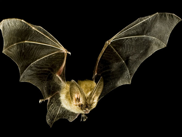 Telangana on alert against Nipah virus Telangana on alert against Nipah virus