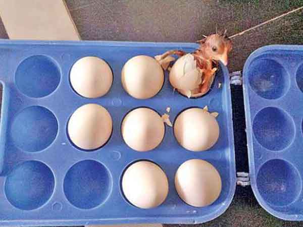 surprise as egg tray produces a chick in Andhra pradesh surprise as egg tray produces a chick in Andhra pradesh