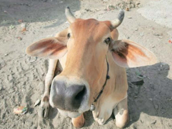 Delhi businessman files complaint against cow Delhi businessman files complaint against cow