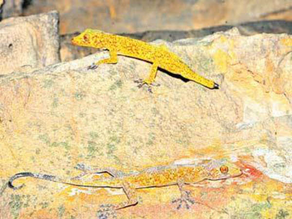దైవికంగా...భక్తుల విశ్వాసం