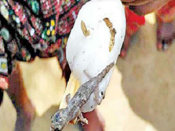 nanthapur:Lizard found In Ice bar nanthapur:Lizard found In Ice bar