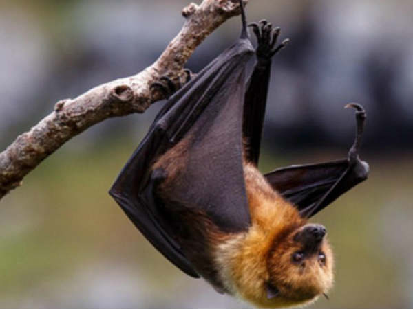 Two Patients From Hyderabad Test Negative For Nipah Virus Two Patients From Hyderabad Test Negative For Nipah Virus