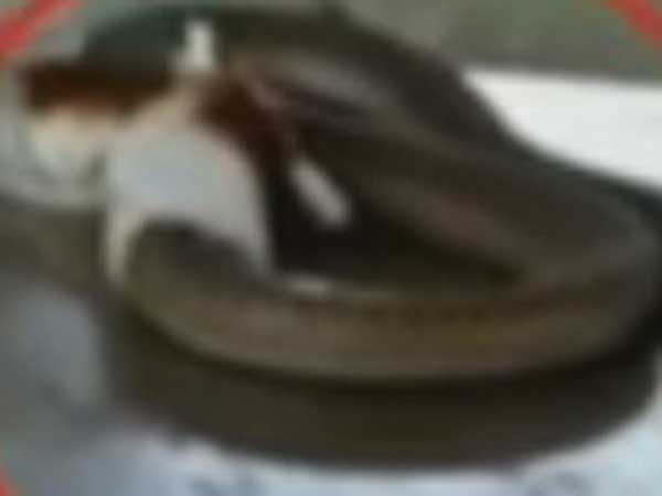 Wounded Snake Undergoes Waist Surgery Wounded Snake Undergoes Waist Surgery