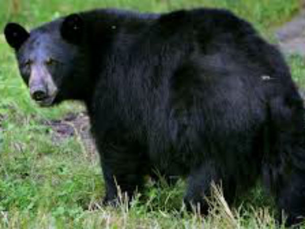 Woman violently killed, 6 injured during Bear attack in Srikakulam district Woman violently killed, 6 injured during Bear attack in Srikakulam district