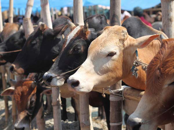 In Jharkhand’s Godda, two people lynched for ‘stealing’ buffaloes; four arrested In Jharkhand’s Godda, two people lynched for ‘stealing’ buffaloes; four arrested