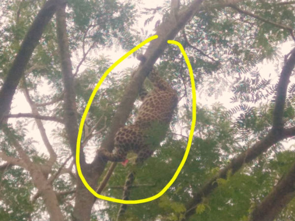 Forest team rescued leopard which was stranded in tree in Mysuru Forest team rescued leopard which was stranded in tree in Mysuru