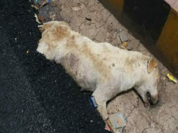 Road Built Over Dogs Body In Agra. It Was Alive, Allege Residents Road Built Over Dogs Body In Agra. It Was Alive, Allege Residents