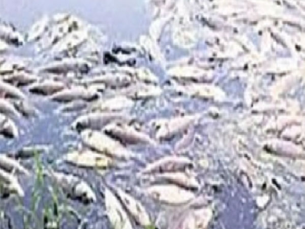 Rs. 30 lakhs worth of fish died: Is poisoning a cause? Rs. 30 lakhs worth of fish died: Is poisoning a cause?