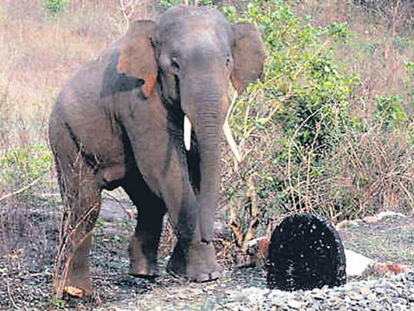 Elephant Jamuna dies in Hyderabads Nehru Zoological Park Elephant Jamuna dies in Hyderabads Nehru Zoological Park