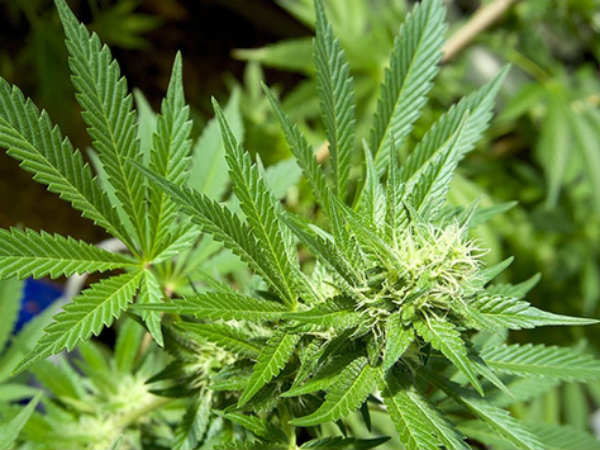 Canada becomes second nation in the world to legalize marijuana Canada becomes second nation in the world to legalize marijuana