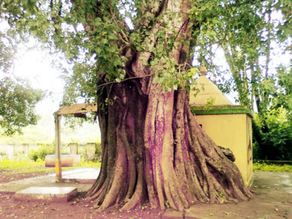 the story about worship of Sacred fig the story about worship of Sacred fig
