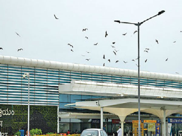 Vijayawada airport facing problems from Birds Vijayawada airport facing problems from Birds