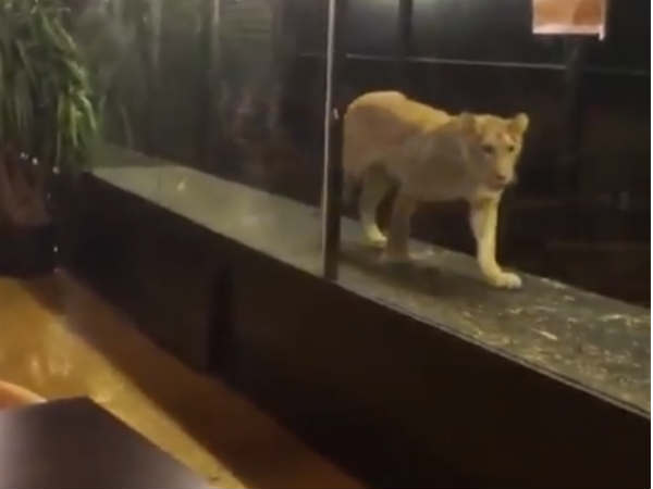 A cafe in Istanbul serves food,while lion walks around A cafe in Istanbul serves food,while lion walks around