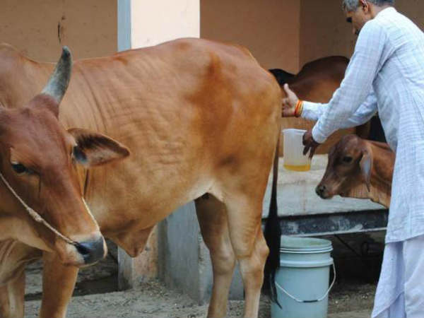 Watch out: Put Check to Cancer With Cow urine,says scientists Watch out: Put Check to Cancer With Cow urine,says scientists