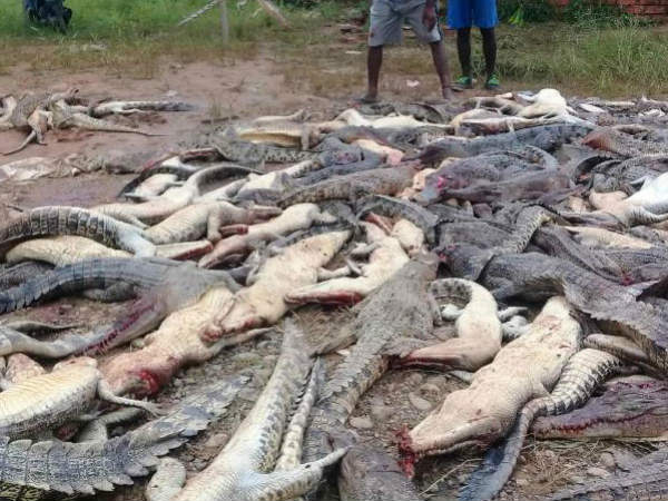 OMG:Indonesian villagers kill 292 crocodiles OMG:Indonesian villagers kill 292 crocodiles