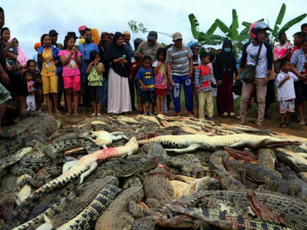 OMG:Indonesian villagers kill 292 crocodiles OMG:Indonesian villagers kill 292 crocodiles