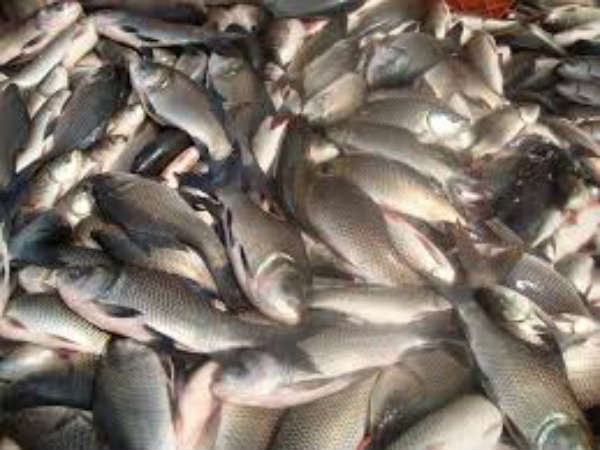 Assam ban on Andhra Pradesh fish exports Assam ban on Andhra Pradesh fish exports