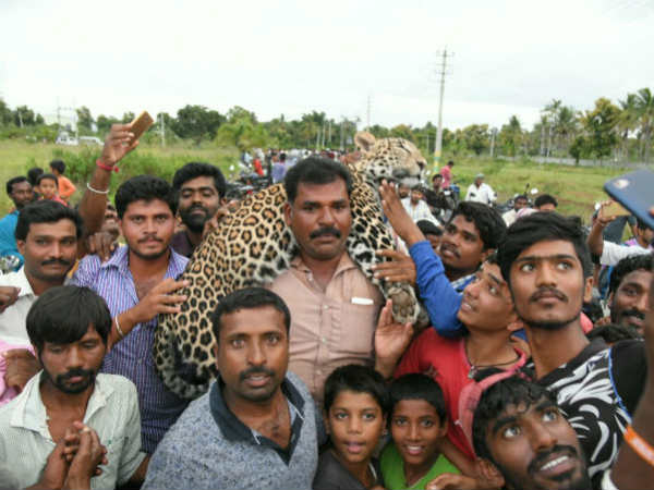 A leopard dies after forest department tried to trap it unscientifically in Mysore A leopard dies after forest department tried to trap it unscientifically in Mysore
