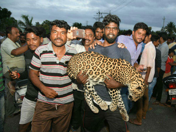 A leopard dies after forest department tried to trap it unscientifically in Mysore A leopard dies after forest department tried to trap it unscientifically in Mysore