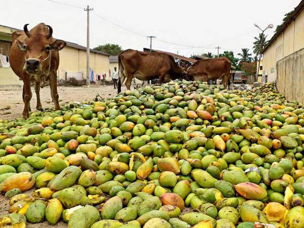 పల్ప్ ఫ్యాక్టరీలు...చేతులెత్తేశాయి...