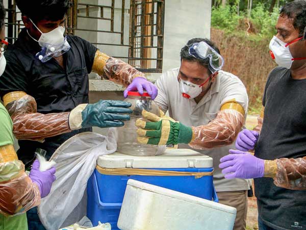 Fruit bats identified as main source for Nipah killings Fruit bats identified as main source for Nipah killings