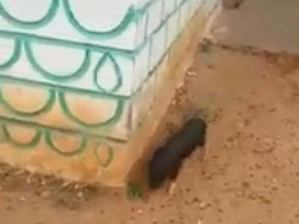 A stray pig offers Pradakshina in a temple and a mosque in Karnataka A stray pig offers Pradakshina in a temple and a mosque in Karnataka