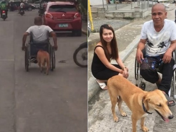 This puppy is amazing: It is the best companion to the paralysed owner This puppy is amazing: It is the best companion to the paralysed owner