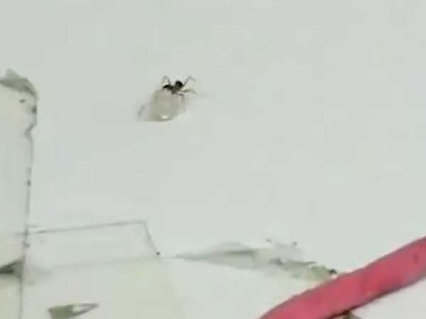 Incredible moment an ant appears to try to swipe a diamond from a jewellers Incredible moment an ant appears to try to swipe a diamond from a jewellers