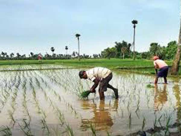చేను పలుచన...దిగుబడి దండి