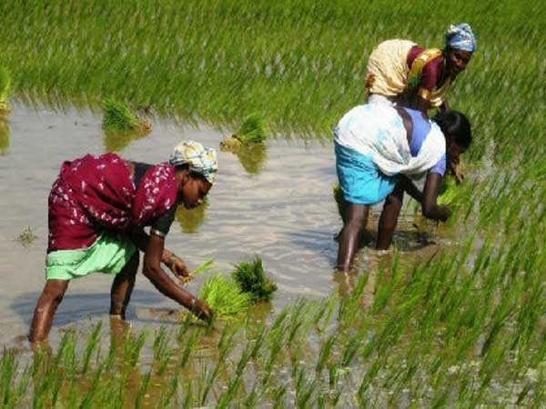 స్థానిక కూలీలు...ఆవేదన