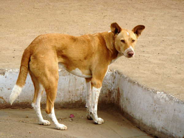 A young man is dead for street dog attacks in Karwar in Karnataka A young man is dead for street dog attacks in Karwar in Karnataka