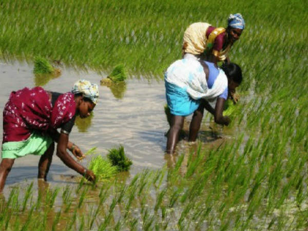 East Godavari district farmers fallowing new method in Paddy Cultivation East Godavari district farmers fallowing new method in Paddy Cultivation