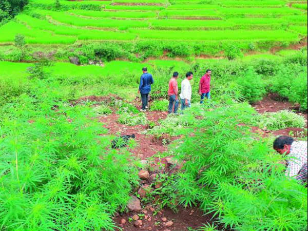 ఏవోబీలో...గంజాయి నిర్మూలన లేదు