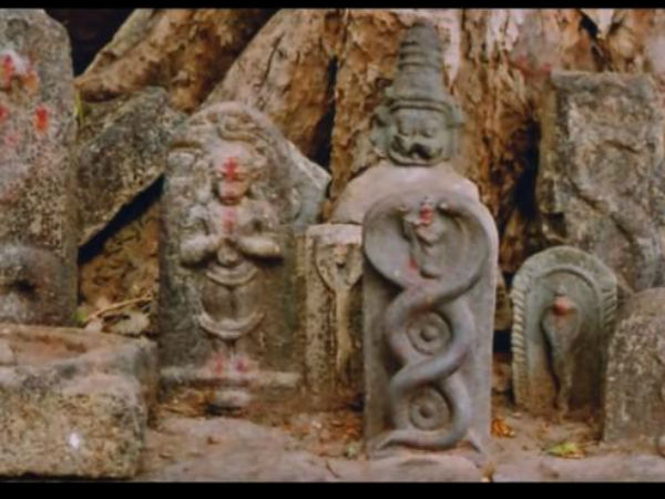 పాముల ఆలయం.. ఇక్కడ అన్నీ కరవని పాములే